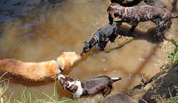 Dogs at Yarra Bend Park