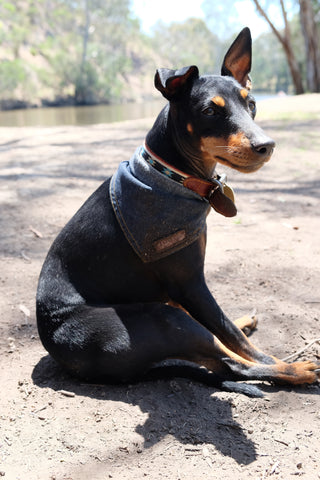 Hobo denim dog bandana