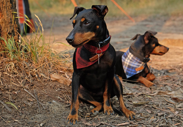 cayenne dog repellent