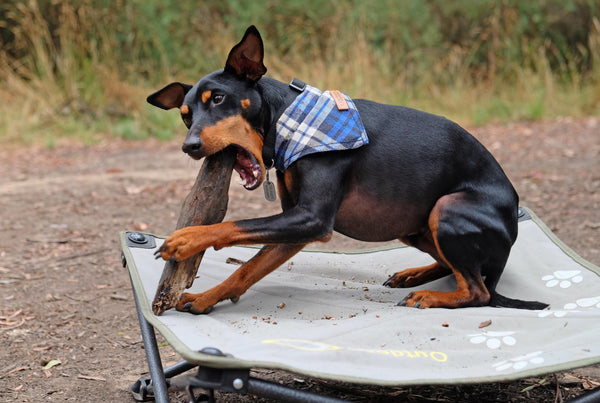 Bush camping with dogs in Australia