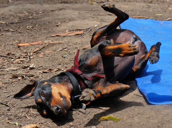 Camping with dogs in Victoria Australia