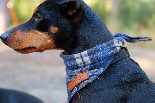 Camping with dogs, check dog bandana by Pethaus