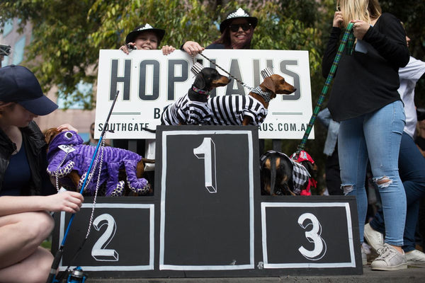 Hophaus Melbourne Dachshund races. Costumes