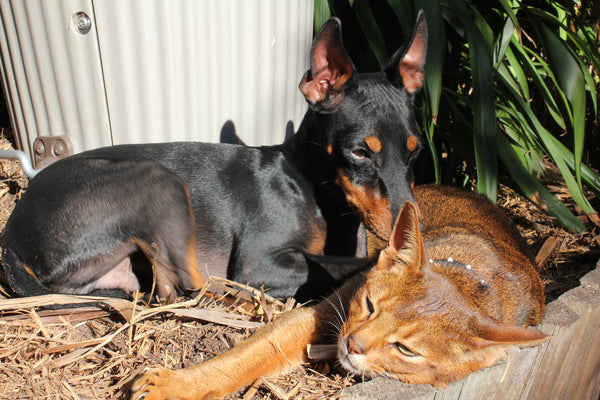 Dog and Cat friends