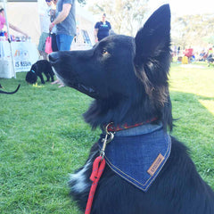 Dogapalooza Melbourne - pethaus dog bandana