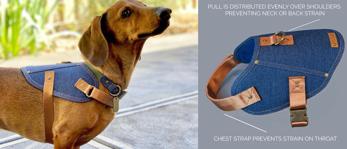DOG HARNESS TO PREVENT NECK AND BACK INJURY