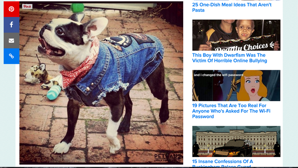 Dogs in denim Buzzfeed 