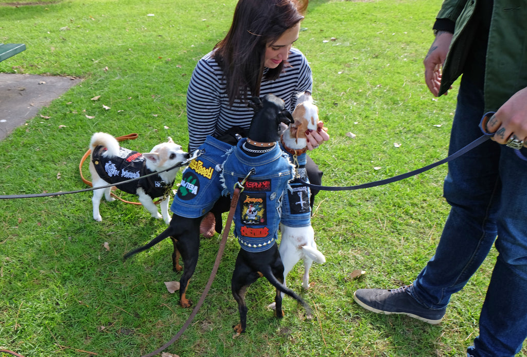 RSPCA Million Paws Walk Albert Park 2017