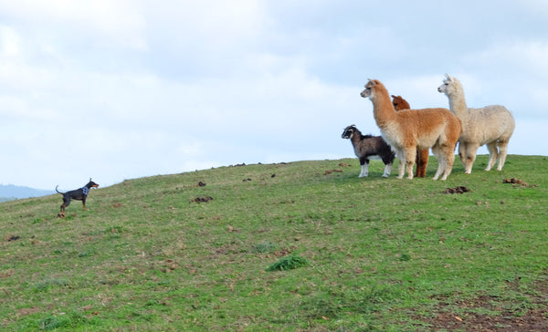 Dog with Alpacas 