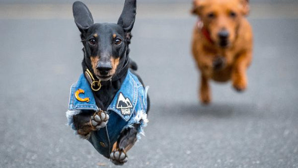 Dachshund races Melbourne