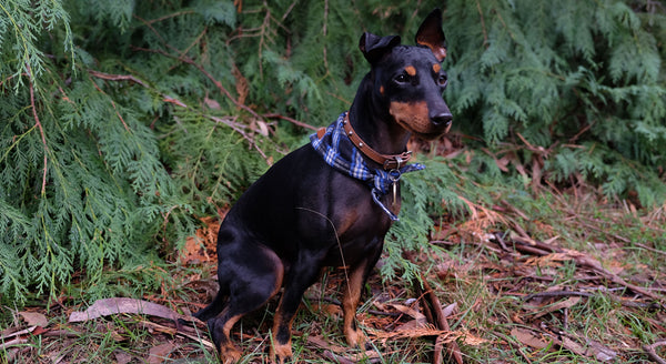 English Toy Terrier Melbourne