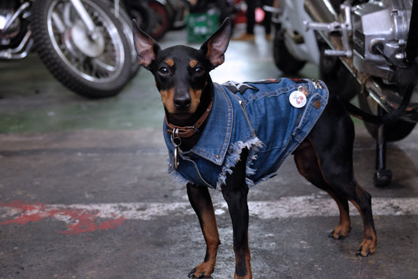  Denim Dog Vest 