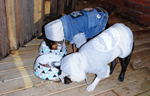 Muffin testing at Dog House dog cafe