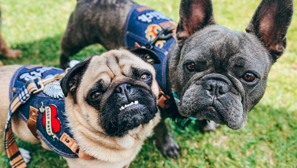pug and frenchie harness