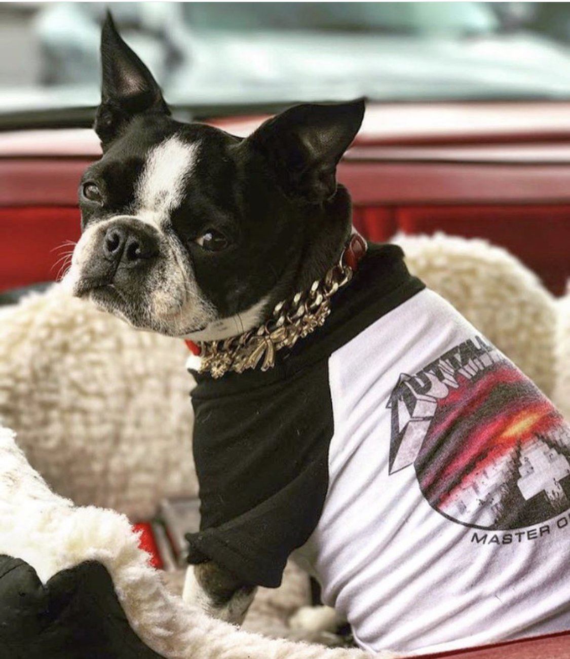 metallica dog sweater