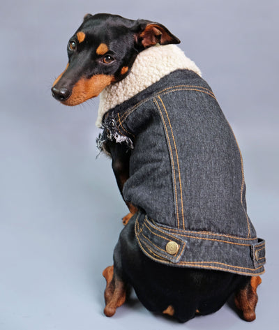 dog denim sherpa jacket