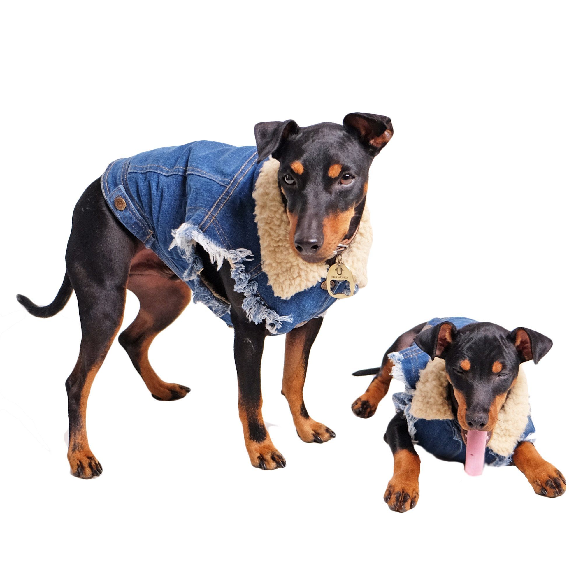 dog denim sherpa jacket