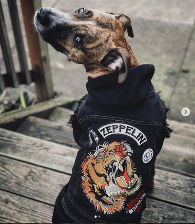 tiger dog shirt