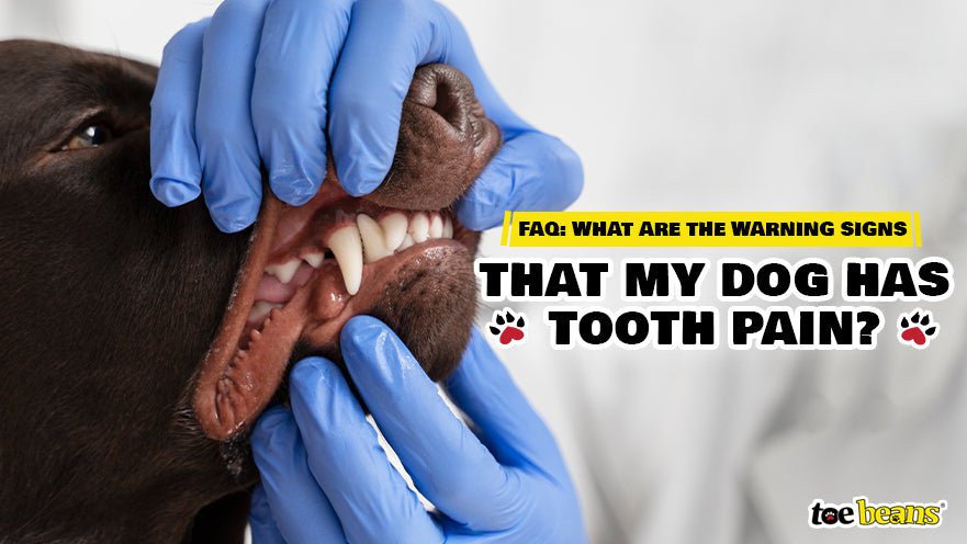 FAQ: What Are the Warning Signs That My Dog Has Tooth Pain? - toe beans