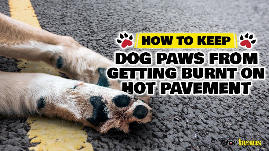 can dogs paws get burnt on hot pavement