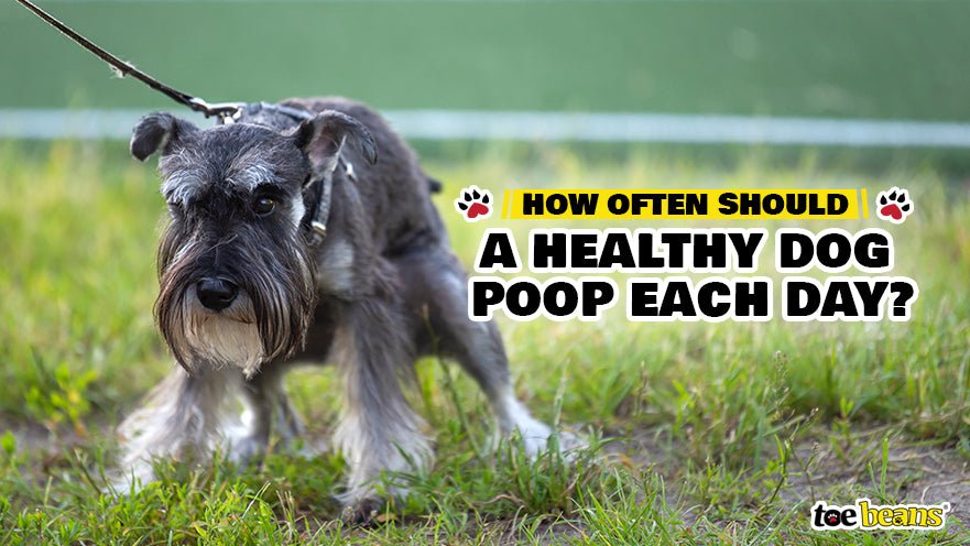 how often should i walk my dog to poop