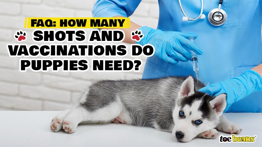 when should puppies have their shots