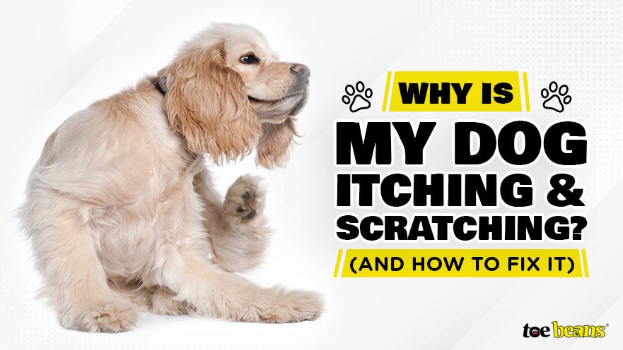 why is my dog itching but no fleas