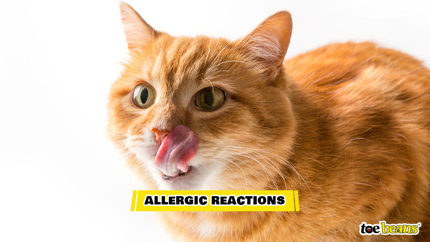 A Cat With Allergies Image by Toe Beans