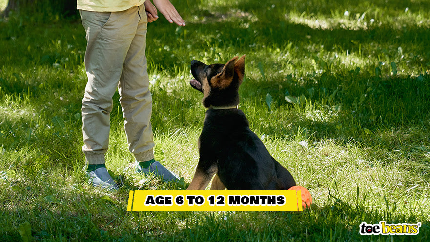 A Puppy Learning Commands Image by Toe Beans