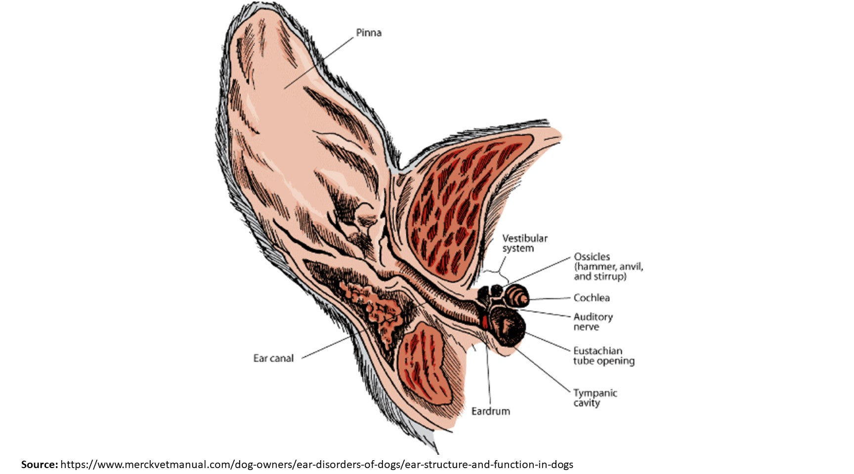 Dog Ear Anatomy by toe beans