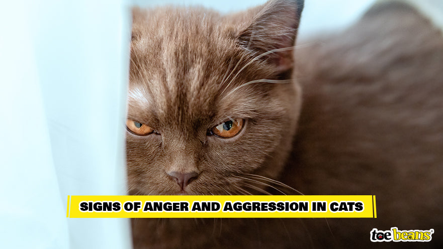 How to calm down an angry cat
