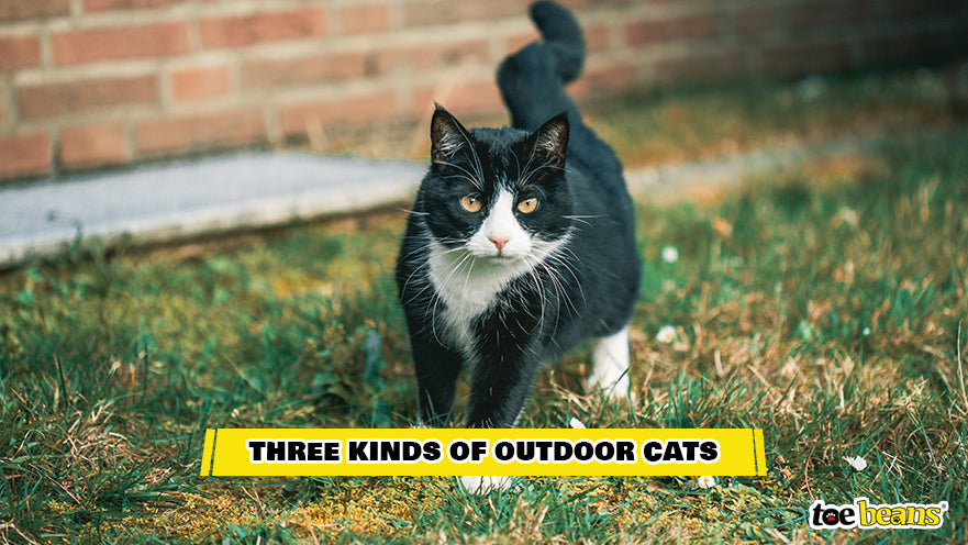 An Outdoor Cat Image by Toe Beans