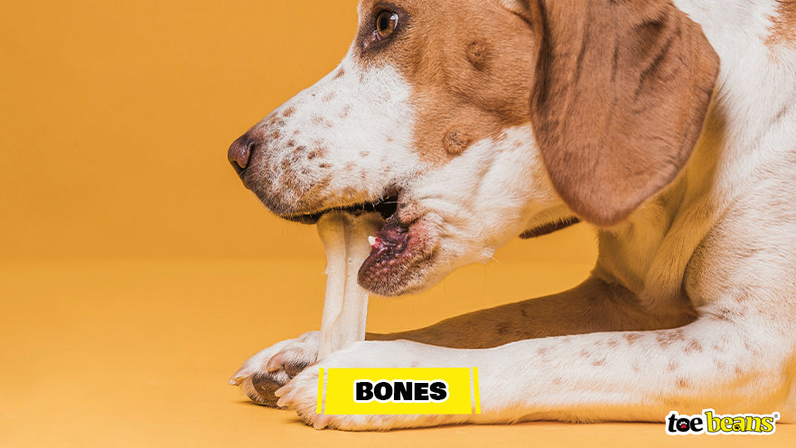 Dog Chewing Bone Image by Toe Beans