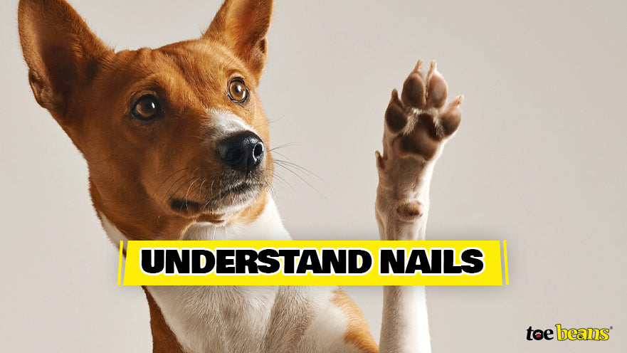 how do i know if my dog needs his nails clipped