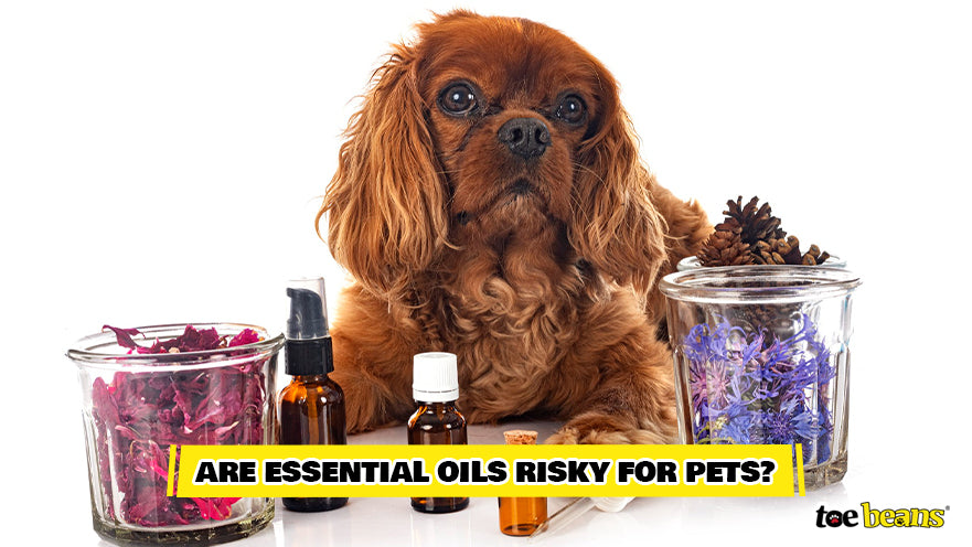 FAQ: Are Essential Oils Safe for Your Dog's Hair? - toe beans