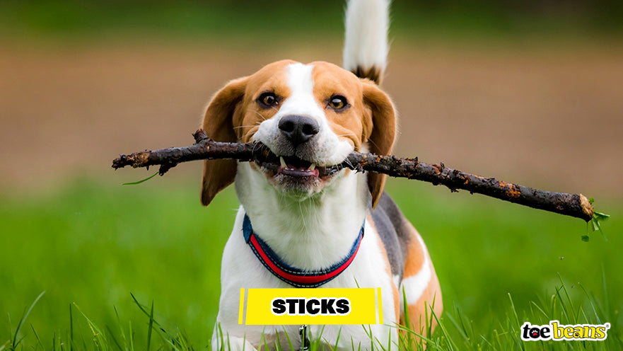 Dog with Stick Image by Toe Beans