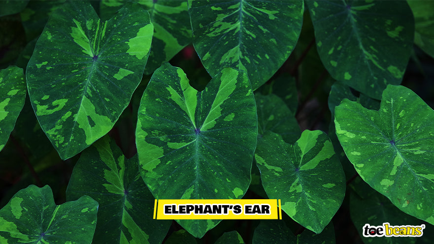 Elephant's Ear Leaves Image by Toe Beans