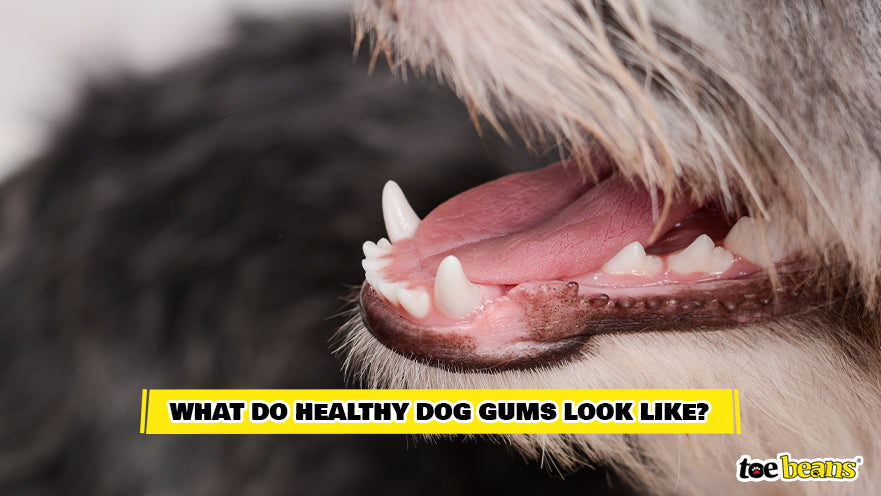 Healthy Dog Gums Image by Toe Beans