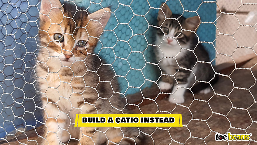 Kittens in a Catio Image by Toe Beans