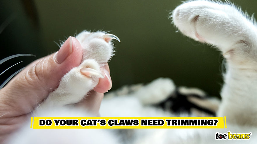 The No Fear Way To Trim Your Cat's Nails | VetBabble