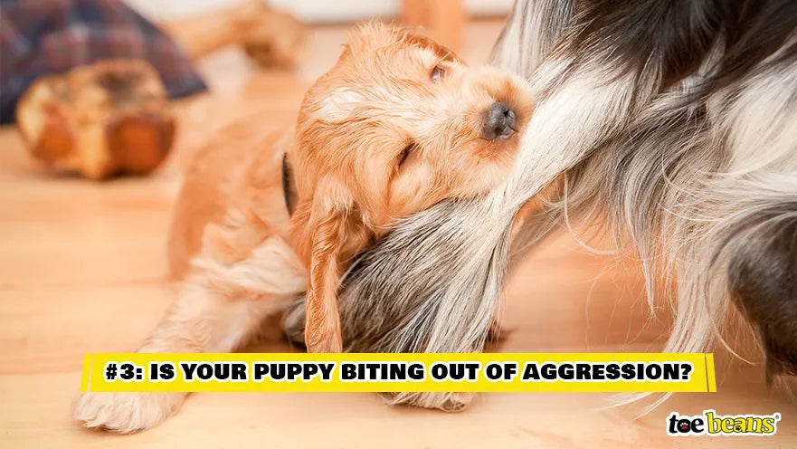 Puppy Biting Out of Aggression Image by Toe Beans
