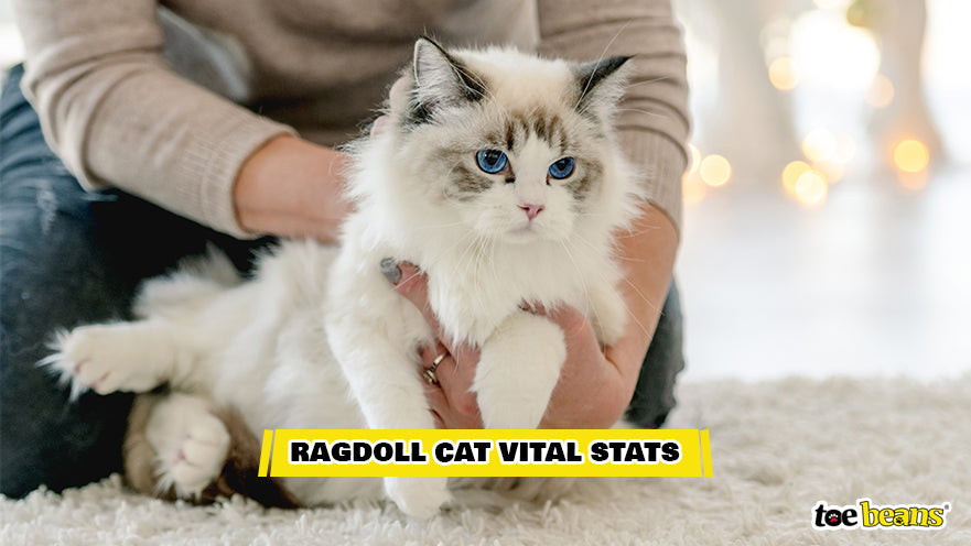 What is a Ragdoll Cat? Breeds, Traits, Origins, Care & More - toe beans