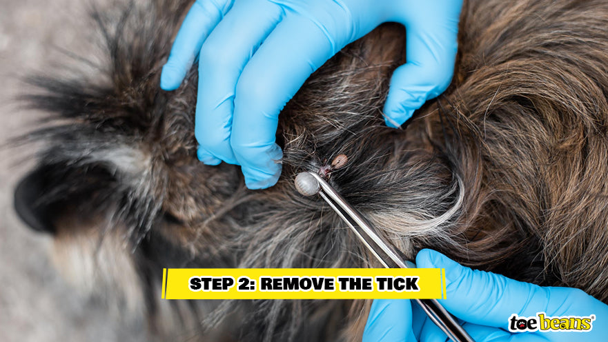 Removing a Tick Image by Toe Beans