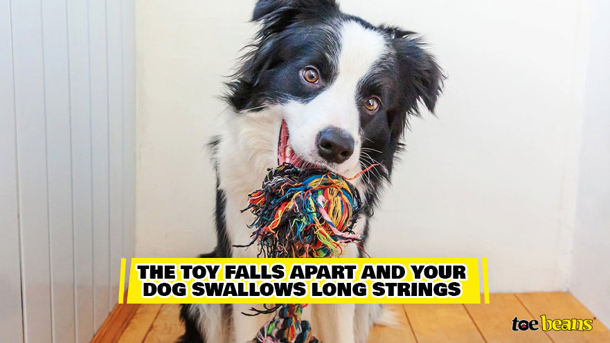 Are Rope Toys Dangerous For Your Dog? - Whole Dog Journal