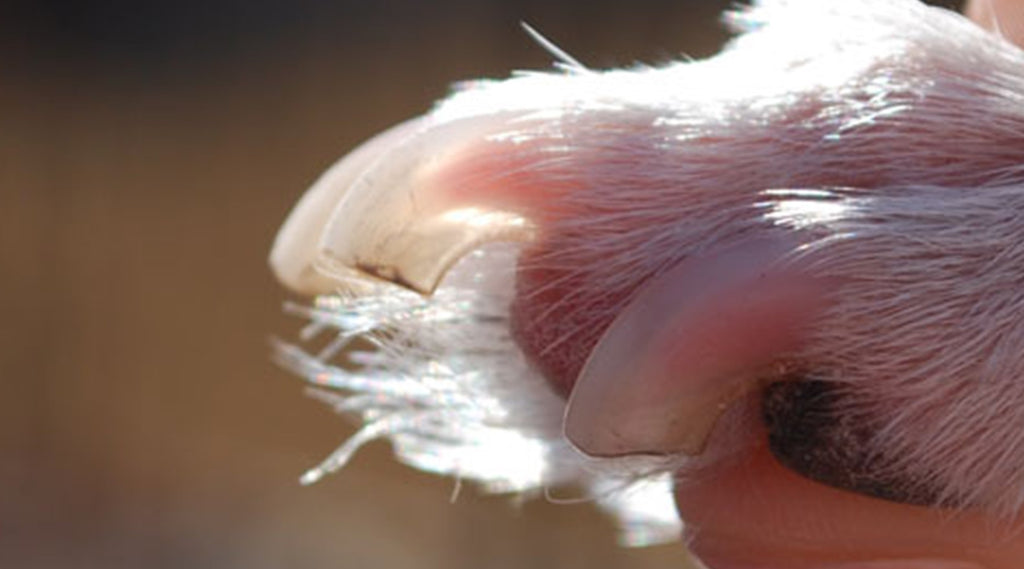 Take the Stress Out of Trimming Your Dog's Toe Nails | AGA