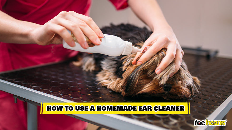 best homemade ear wash for dogs