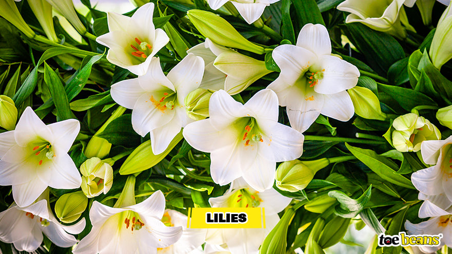 White Lilies Image by Toe Beans