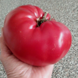 Aussie Beefsteak Tomato