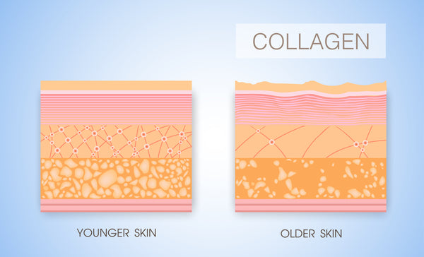 Levels of collagen based on age