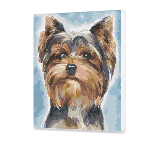 Yorkshire Terrier (As0444)